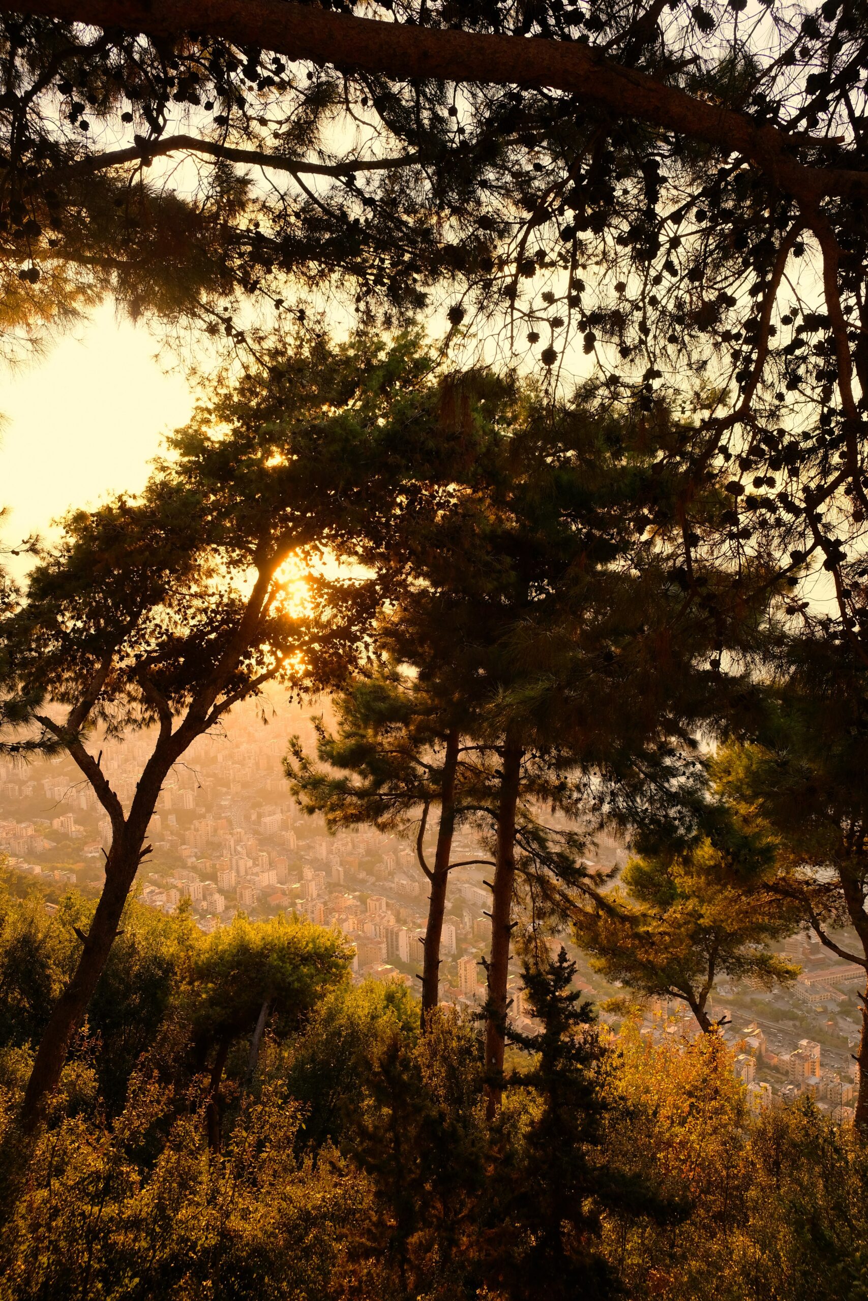 From everywhere Lebanon